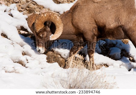 Big Horn Sheep ram grazing, surrounded by snow