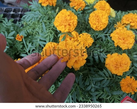 Yellow flowers are marigolds. Marigolds bright summer flowers