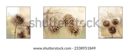 Selective focus view of dried wild flowers in a meadow on blurred background in autumn. The collection of detailed images in soft light colors can be used as a floral home decoration. High key.