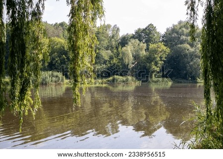View to the other side of the lake. Photo with long willow tree branches. Summer time.