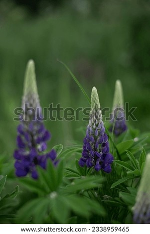 Field of purple lupins in the twilight