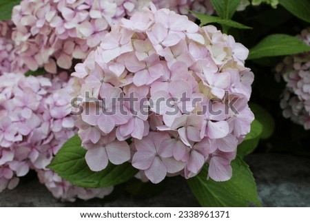 Up close picture of a pink hydrangea flower