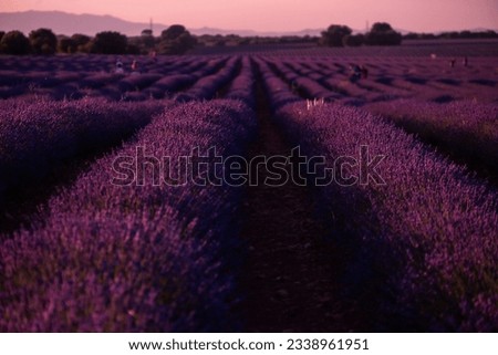 Sunset in the lavender fields that dye the fields of Brihuega purple