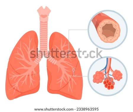 Human lungs respiratory system, bronchi and alveoli: medicine and healthcare concept, isolated Royalty-Free Stock Photo #2338963595