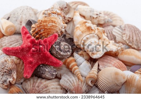 Seashells background, lots of amazing seashells and red starfish mixed
