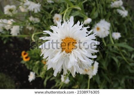 Close up picture of a crazy daisy flower, also known as Leucanthemum