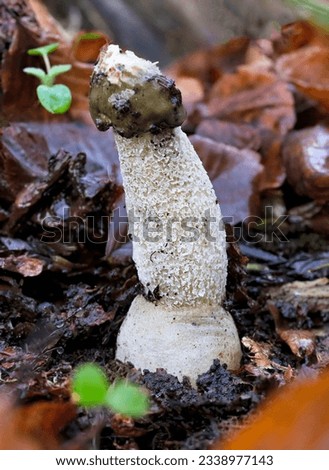 Phallus impudicus is one of the strangest and most unusual mushrooms.Also called putty sponge or stinky sponge.The epithet of the species is derived from the Latin word impudicus=shameless,licentious Royalty-Free Stock Photo #2338977143