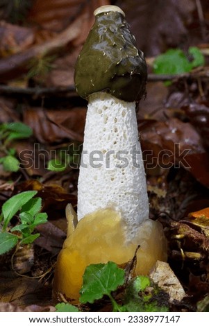Phallus impudicus is one of the strangest and most unusual mushrooms.Also called putty sponge or stinky sponge.The epithet of the species is derived from the Latin word impudicus=shameless,licentious Royalty-Free Stock Photo #2338977147