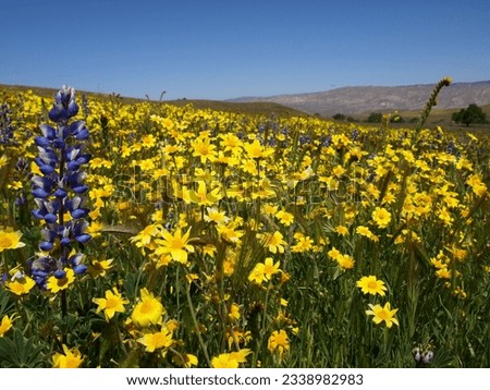 wildflowers, cottonwoom cyn, san luis obispo county, california        