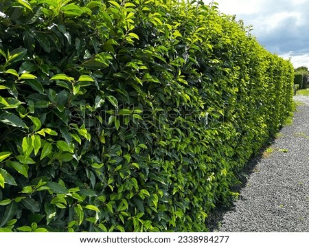 A beautiful green hedge of Portuguese laurel Royalty-Free Stock Photo #2338984277