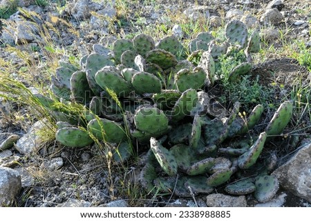 Kara-dag, prickly pear cacti on the slopes of the mountains of the ancient volcano Karadag, Kurortne, Crimea