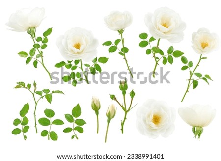 White flowers, buds, leaves and branches set isolated on white Royalty-Free Stock Photo #2338991401