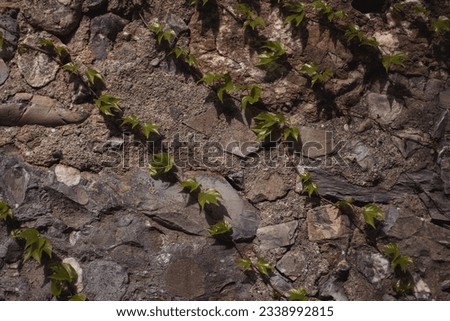 Twisted liana and roots climbing on a rock. Massive stone background with green plants. Mossy rustic stone wall closeup photo texture. Green moss on stone closeup.