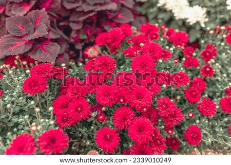 Background from a bush of purple flowers.Pink aster blooms. Banner for websites about flowers, nature. Selective focus