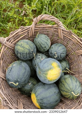 Collect a lot of watermelons from the garden.