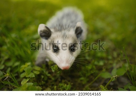 A Small Cute Baby Opossum