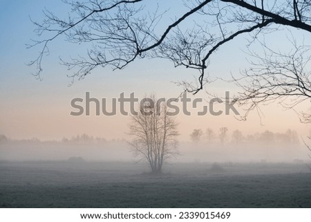 A tree in a foggy winter meadow with the branches of another tree in the foreground.