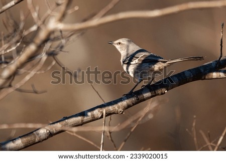 Northern mockingbird (Mimus polyglottos) sitting in tree at Wildcat Glades in Joplin, Missouri