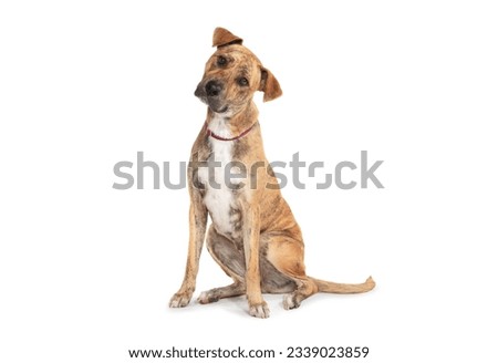 Large brindle dog sits on a white background. Royalty-Free Stock Photo #2339023859