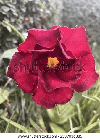 desert rose open in the backyard