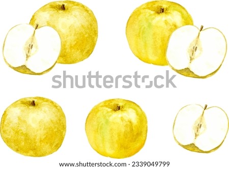 Vector illustration of nashi pears painted by watercolor Royalty-Free Stock Photo #2339049799
