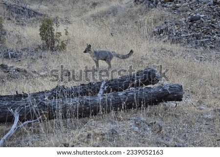 Wild Gray Fox at Horsetown Clear Creek Preserve near Redding, California