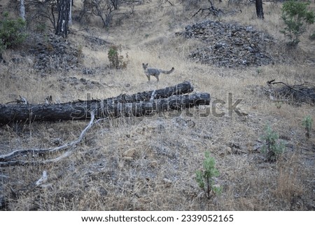 Gray Fox at Horsetown Clear Creek Preserve near Redding, California
