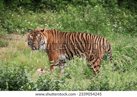 A magnificent tiger stands on a blooming meadow against the background of forest thickets in close-up