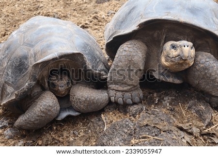 Close up of 2 endangered Giant Galapagos Tortoises Turtles.  One has his head out of the patterned shell, the other is hiding in his shell.  You can see his big feet and toes.     Royalty-Free Stock Photo #2339055947