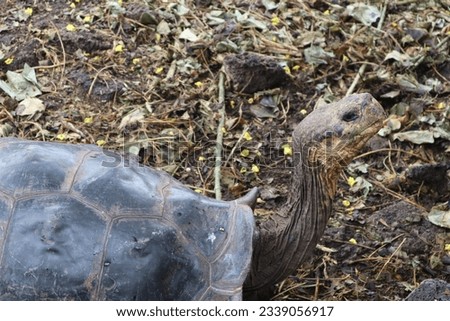 Close up side view of a slow moving exotic endangered giant Galapagos Tortoise Turtle.  He has a gorgeous textured shell and looks like an ancient alien.