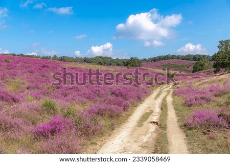 Nature landscape view, Flowering Calluna vulgaris (heather, ling, or simply heather) along the path, Purple flowers on the hilly side field, Posbank, Veluwezoom National Park, Gelderland, Netherlands.