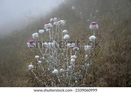 White and pick Cirsium occidentale bloom in a foggy morning at Garrapata State Park.
