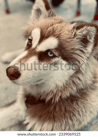Siberian Husky dog with fluffy hairs and blue eyes closeup shot high quality picture.