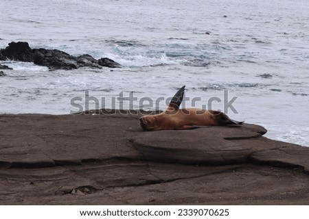 Hello!  Galapagos Islands sea lion waving at the camera and relaxing in the sun with the ocean behind him.  Tourism picture.