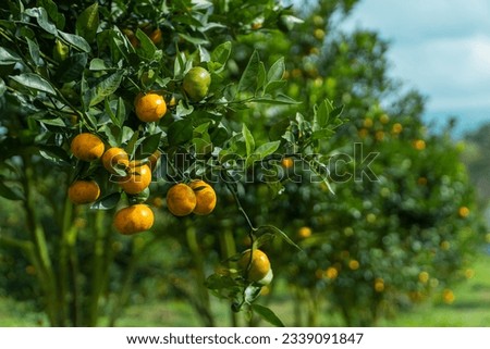 Oranges hanging on the branches of the citrus trees ready to be harvested. The pictures were taken in a small village in Dairi Regency, North Sumatra