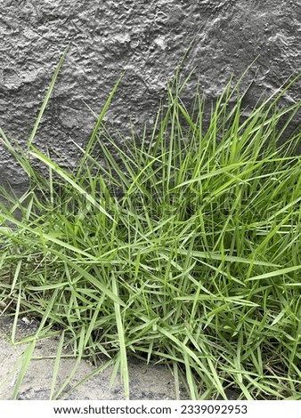 Grass grows in the crevices of the walls.