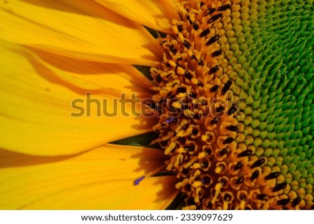 Sun nature background. Sunflowers bloom. Closeup of sunflowers. Macro shot of Beautiful sunflower (Helianthus annuus) on a sunny day with a natural background. high quality photos