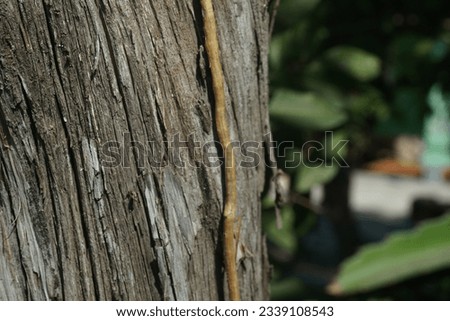 This close-up photo captures the intricate texture of tree bark, revealing the natural patterns and lines that form on the surface of a tree trunk. The rugged and weathered appearance adds to the arti
