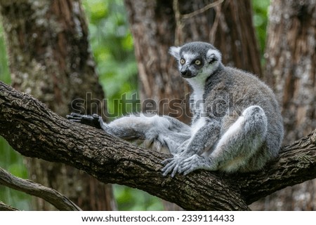Striking Black and White Ring-tailed Lemur (Lemur catta) - Captivating Wildlife Stock Photo of Madagascar's Iconic Primate