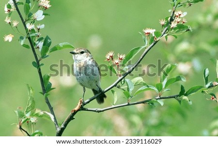 nice picture and beautiful sparrow standing on tree look so cute it's a small and nice bird