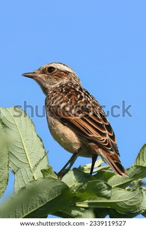 Young whinchat. Portraits of European breeding birds.