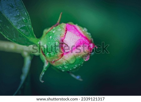Just a photo of blooming peony in spring morning 