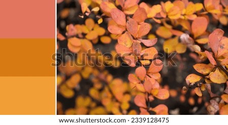 Autumn leaves, color palette swatch