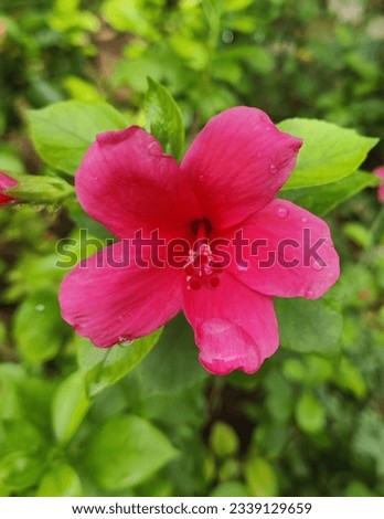 A beautiful red Hibiscus blooming in the rain