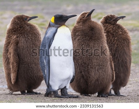Companionship, King penguin pair; Head shake, King penguin chick; King penguin abstraction; King Penguin full grown chicks; Falkland Islands Royalty-Free Stock Photo #2339131563