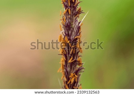 Timothy grass (binomial name: Phleum pratense), dry, seed, near, macro
