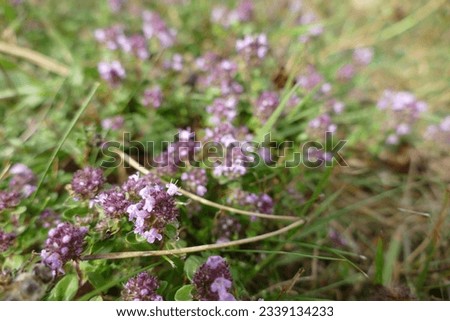Thymus vulgaris (common thyme, German thyme,[1] garden thyme[2] or just thyme) is a species of flowering plant in the mint family Lamiaceae, native to southern Europe from the western Mediterranean to