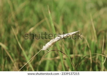 A beautiful kasha flower inside the grass.