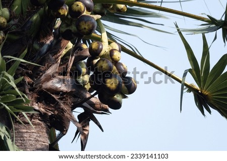 Trees of Borassus flabellifer commonly known as wine palm, or ice apple is native to the Indian subcontinent tastes sweet and have loads of minerals