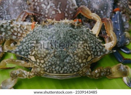 Fresh blue crab from the sea on banana leaves